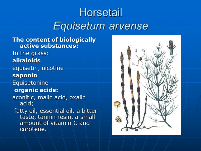 Horsetail  Equisetum arvense The content of biologically active substances: In the grass: 